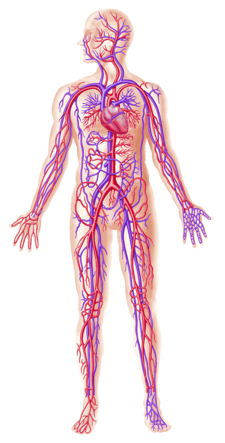 Anatomia arterial e venosa do corpo humano